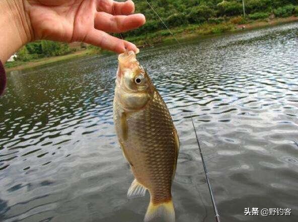 野钓视频野钓鲫鱼,野钓小鱼杂鱼多怎么办