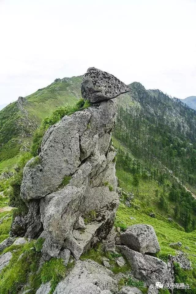 探秘汉中,汉中一村子窜入野生羚牛