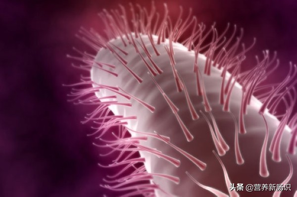 杀灭幽门螺杆菌的最佳方案,对付幽门螺旋杆菌最有效的抗生素