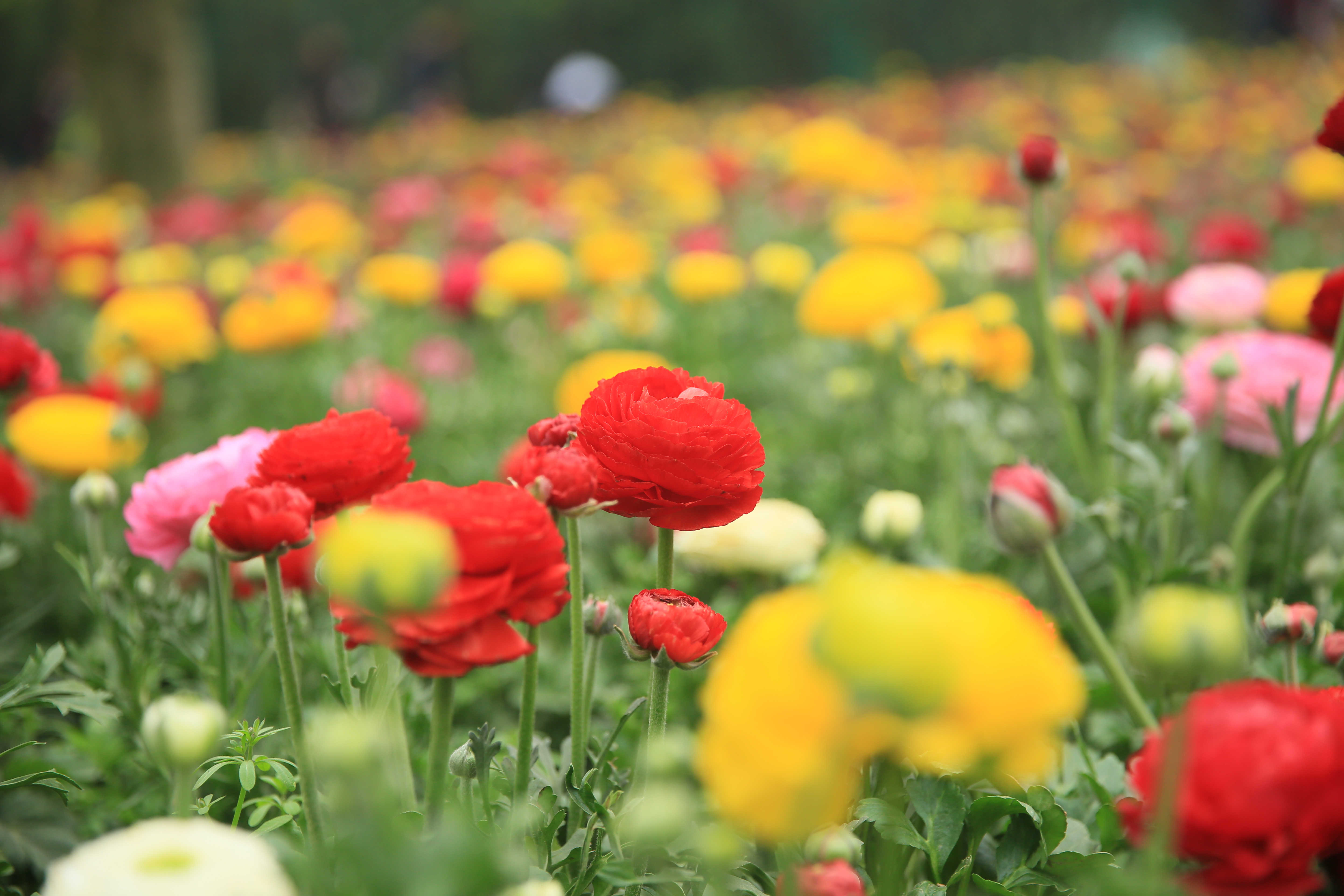 钂叉睙鐭宠薄婀栧ソ鐜╀笉,钂叉睙鐭宠薄婀栧ソ鑰嶅悧