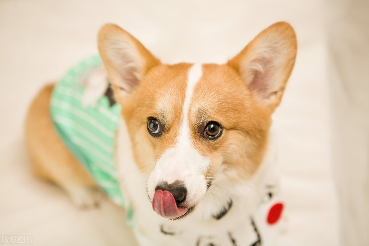 三个月柯基幼犬的喂养方法,柯基和柴犬怎么喂养啊视频