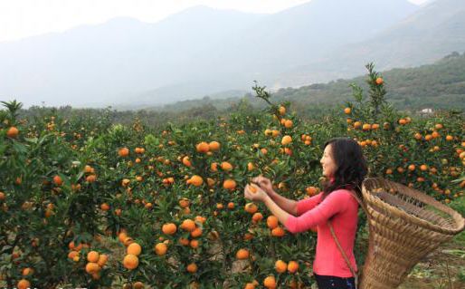 橘子红了广德,桔子红了椒江