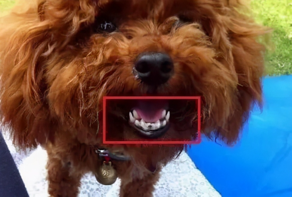 狗狗换牙啃硬的东西有哪些,狗狗换牙给他吃什么