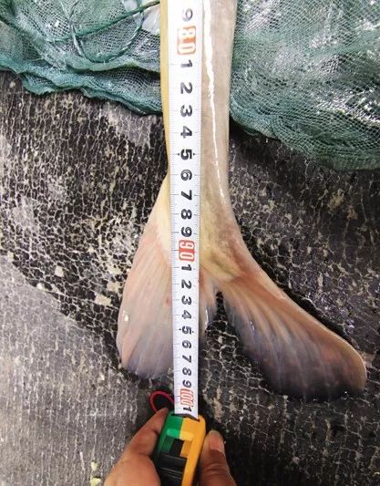 世界顶级淡水鱼大全,世界上顶级鱼类大全