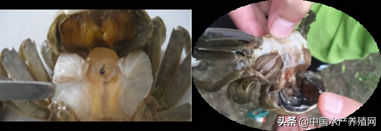 鱼病快速诊断与防病技术,鱼虾蟹病防治方法