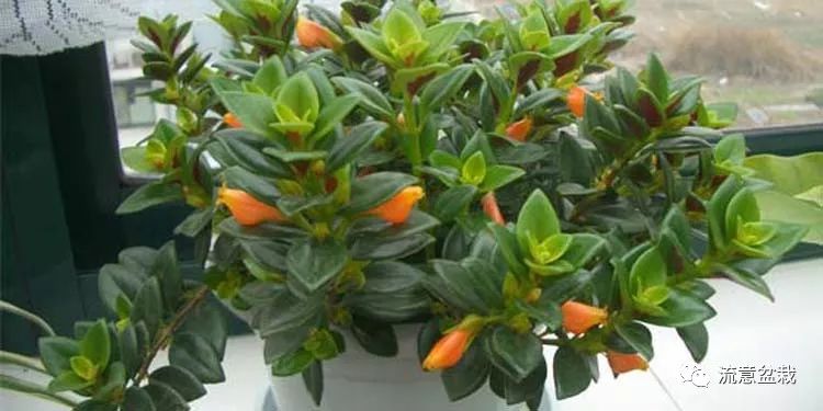 金鱼吊兰不开花教你几招花开满盆,金鱼吊兰用矮盆还是高盆合适
