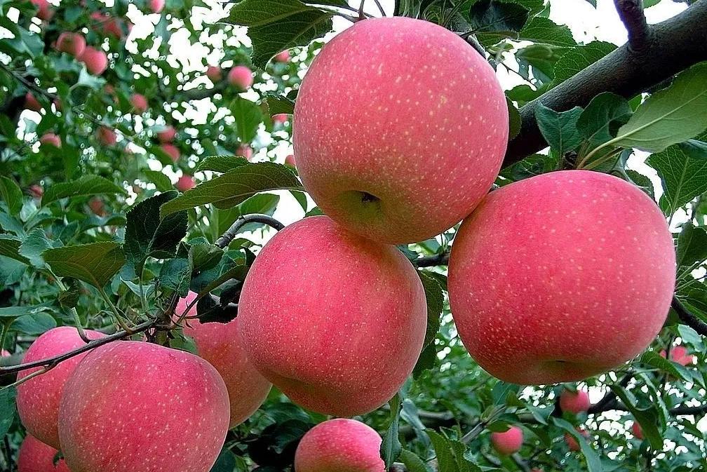 2022年水果种植行业发展趋势分析,2021云南水果种植基地