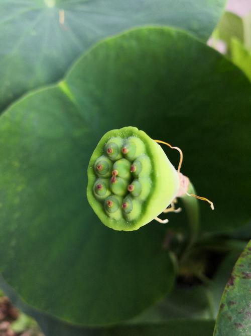 碗莲夏天的养殖方法,碗莲夏天可不可以种