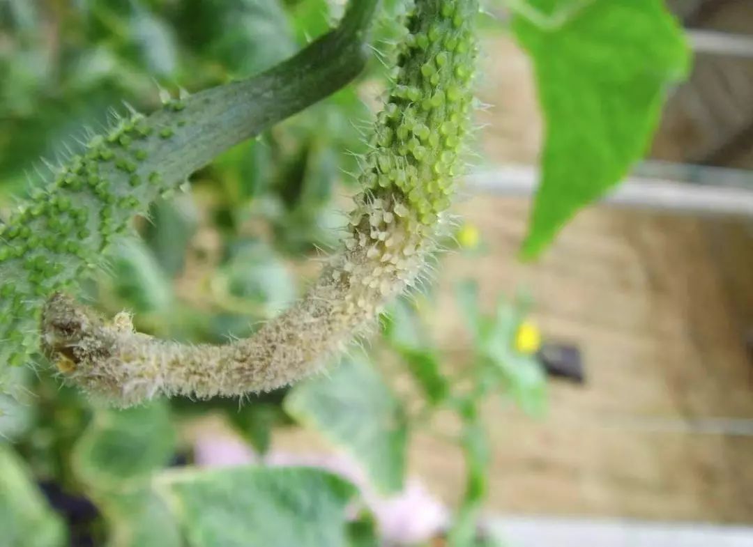 黄瓜瓜条病害图谱详解,黄瓜病害图谱和防治黄瓜药害