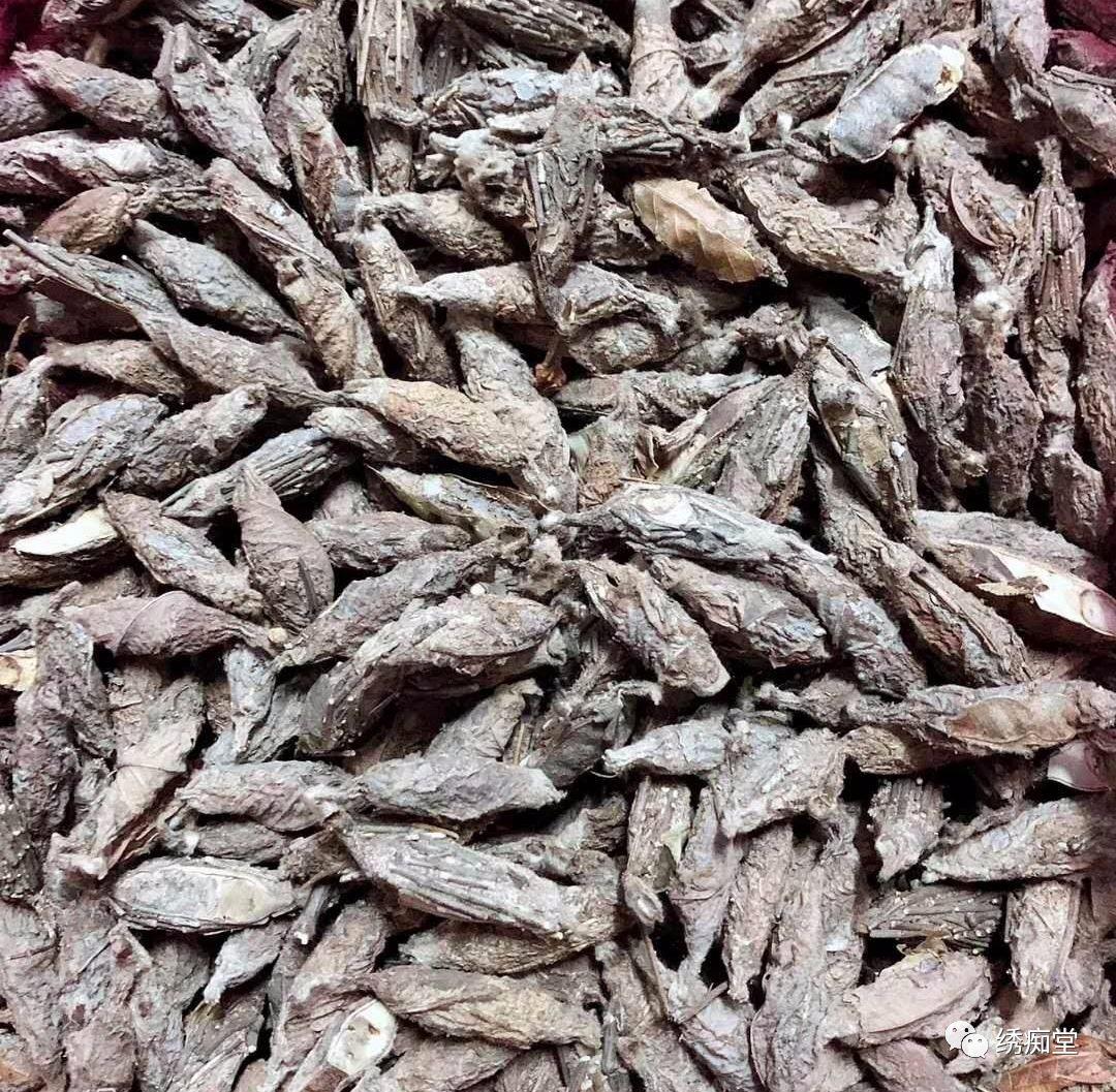 昆虫蓑蛾吃什么,蓑蛾防治方法