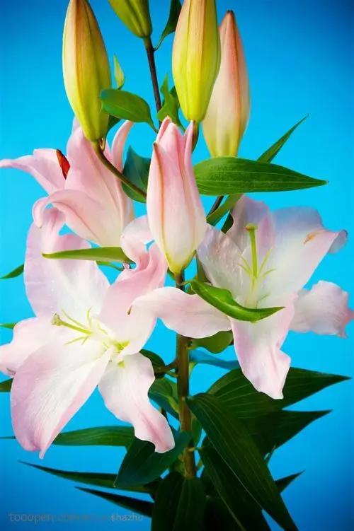 百合花的寓意和象征,送百合花代表什么寓意和象征