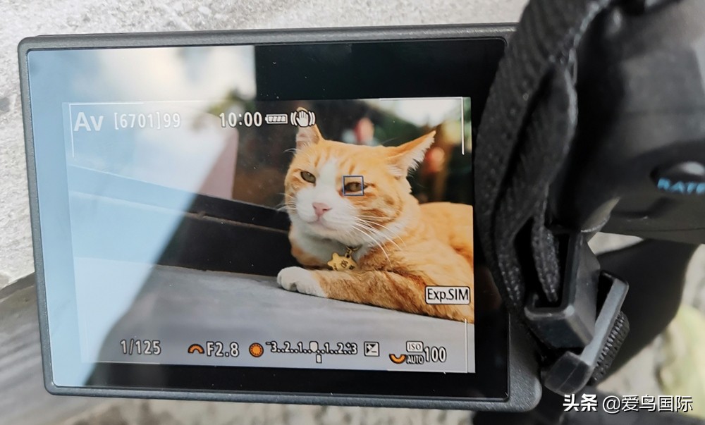 佳能eosr6详细参数曝光诚意满满,佳能发布新eosr6全画幅相机