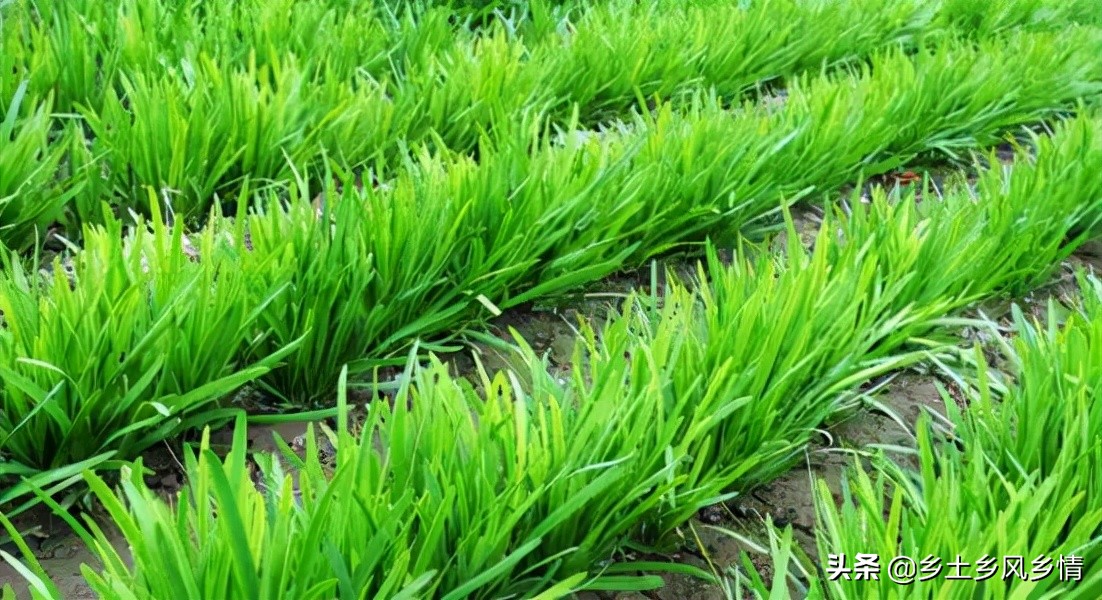 韭菜种子种植方法全过程,栽的韭菜多长时间采收一茬