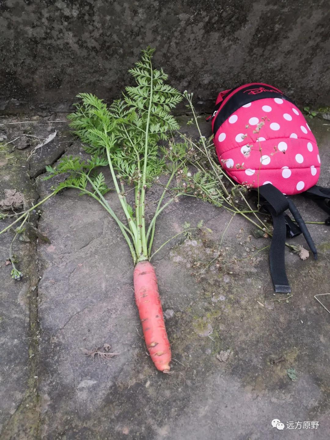 你想要的田园生活在哪里,你所向往的生活是什么