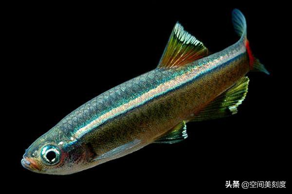 易养的热带观赏鱼有哪些,好养耐活的热带观赏鱼都有哪些