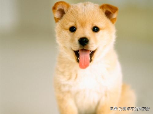 高颜值肌肉奶狗,什么样的小奶狗最可爱