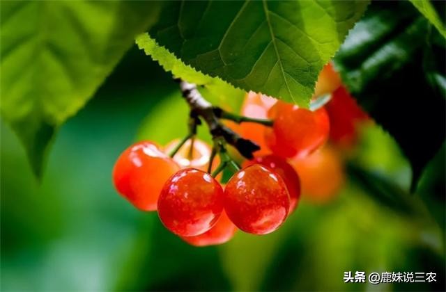 不想樱桃树长高怎么处理,大樱桃营养不良落果怎么补救