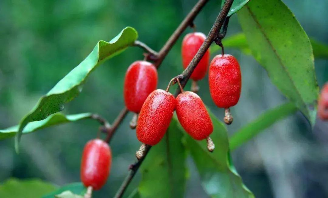 李子柒真实美食视频,李子柒小吃小视频大全集