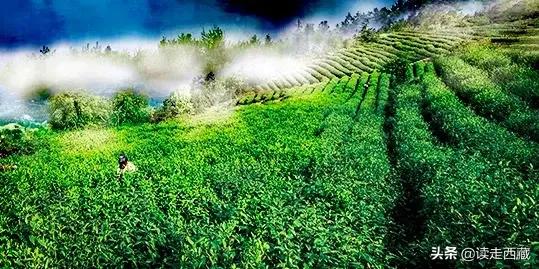 我的当兵之路800字,我的参军路