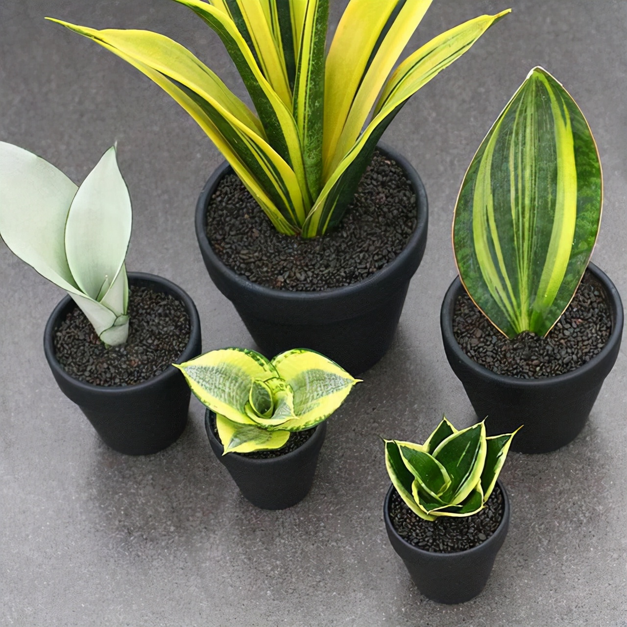 虎皮兰怕冻吗冬天怎么过冬,虎皮兰冬天为啥会死