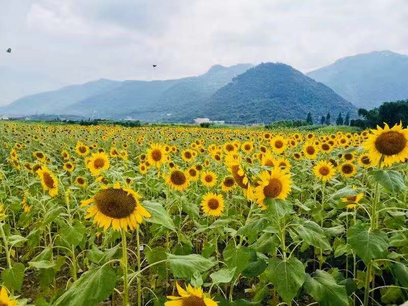 孩子害羞胆小内向不自信怎么引导,内向胆小害羞怎么治疗