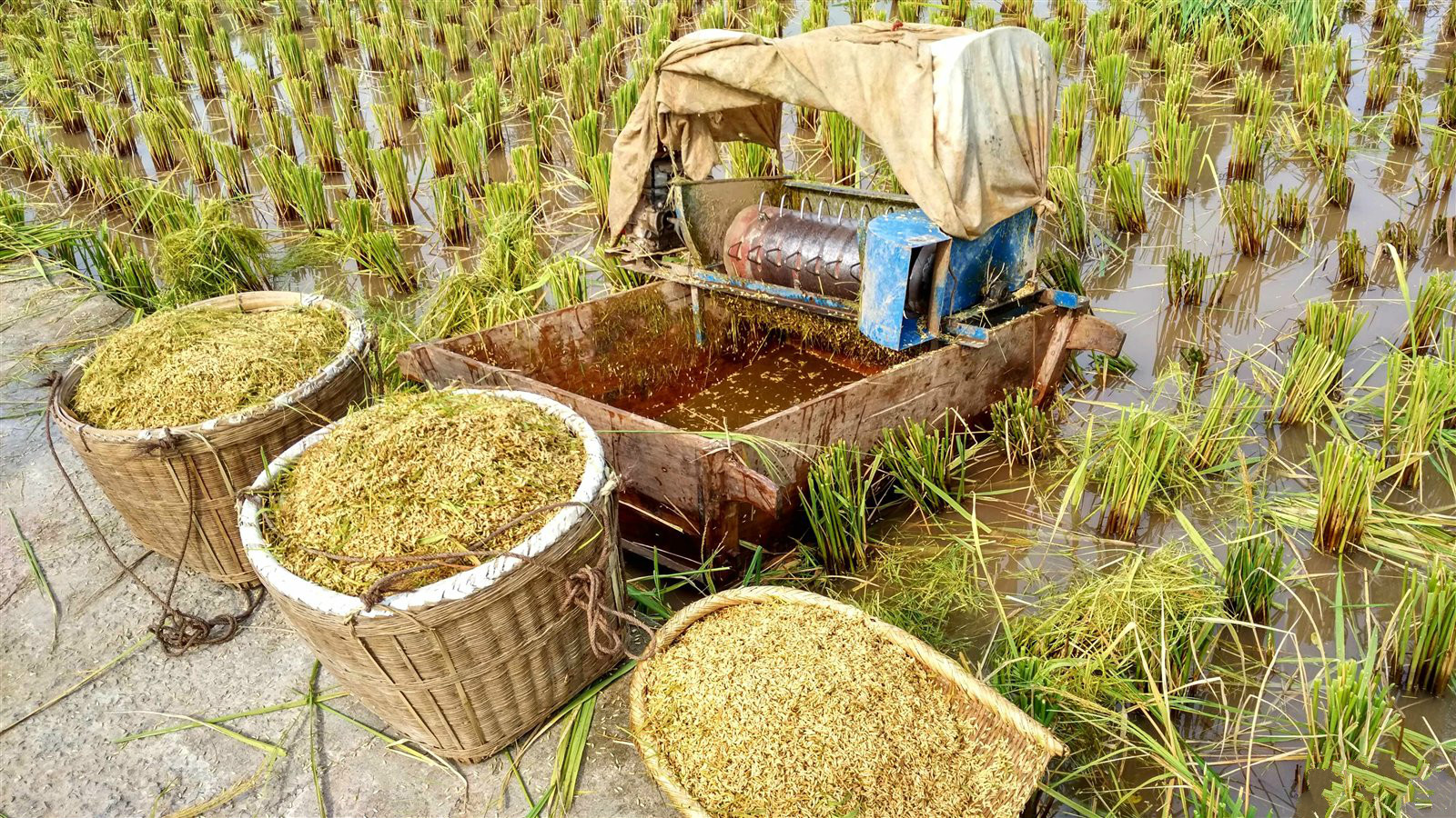 大米里有微小的虫子,米饭里的小黑虫子