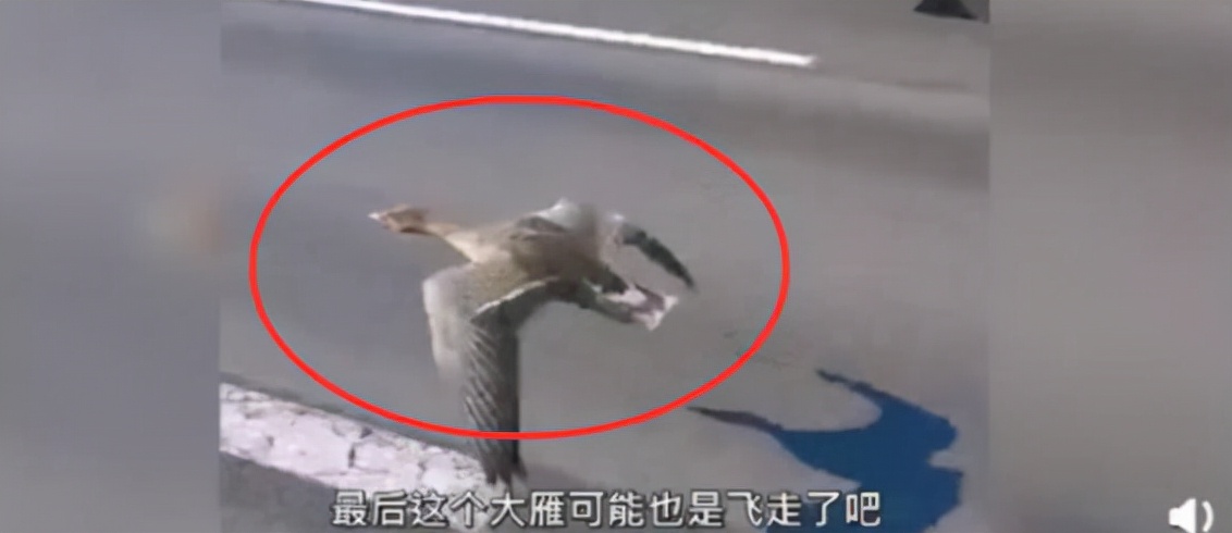 大雁落难辽宁,精疲力尽在高速上贴地飞行,是掉队了吗?