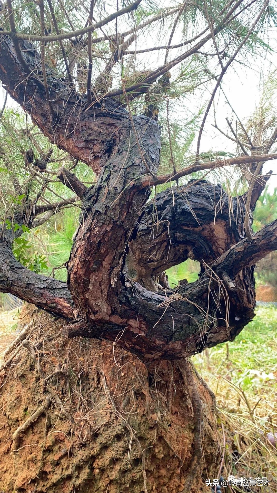 绿色金融业务发展好的银行,绿色银行的前景