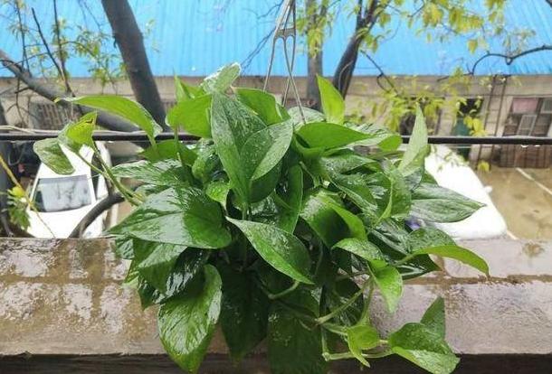 冬天绿萝移盆的正确方法,深秋时节绿萝反黄怎么办