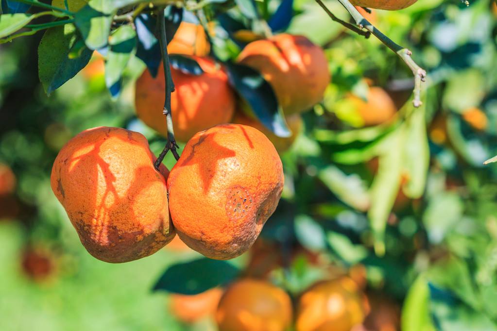 年桔的风水作用,年桔有哪些意义