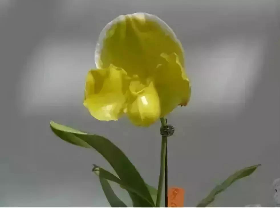 极品中的精品兰花,带你回忆天价兰花蕙兰篇