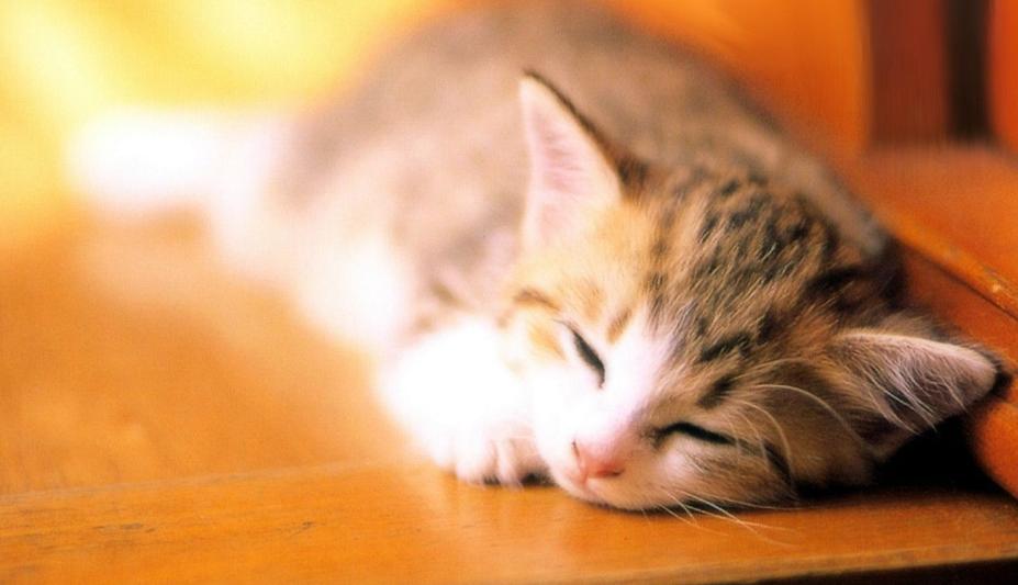 猫包有必要买侧开门的嘛,猫包是必备吗