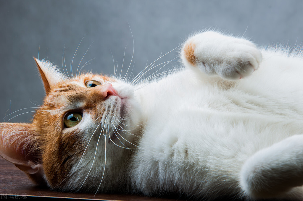 公猫对母猫专一吗,公猫对母猫求爱是什么原因