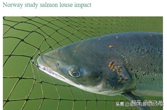 挪威三文鱼养殖环境恶劣纪录片,挪威三文鱼养殖环境恶劣新闻