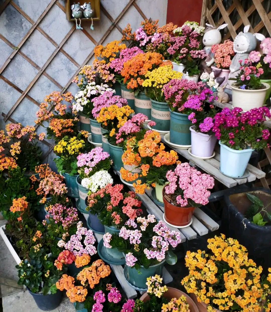 养长寿花技巧与方法,养长寿花的技巧