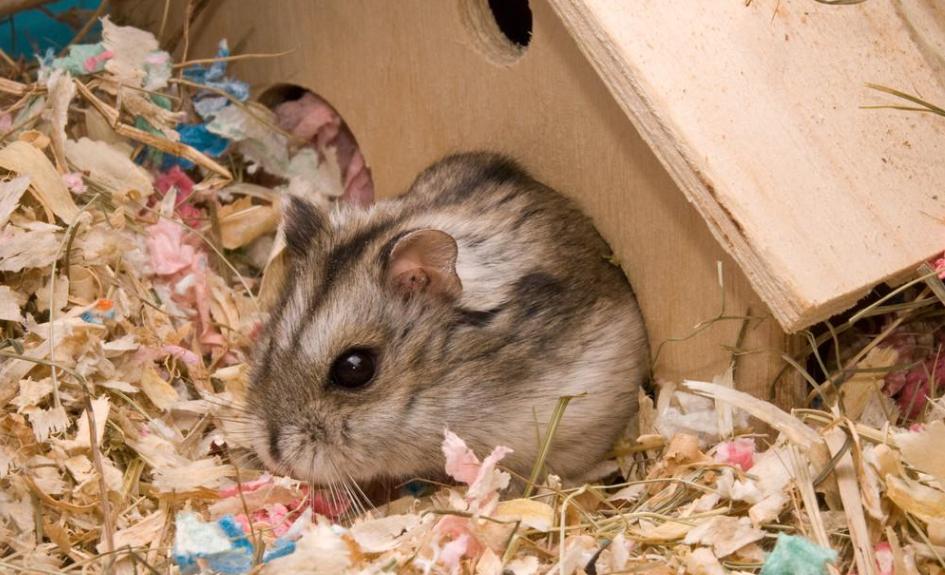 虎毒不食子，为什么仓鼠如此执着于“吃孩子”？原来是有苦衷的