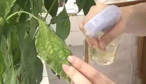 用什么叶面肥叶片黑又亮,养护叶片最好的叶面肥