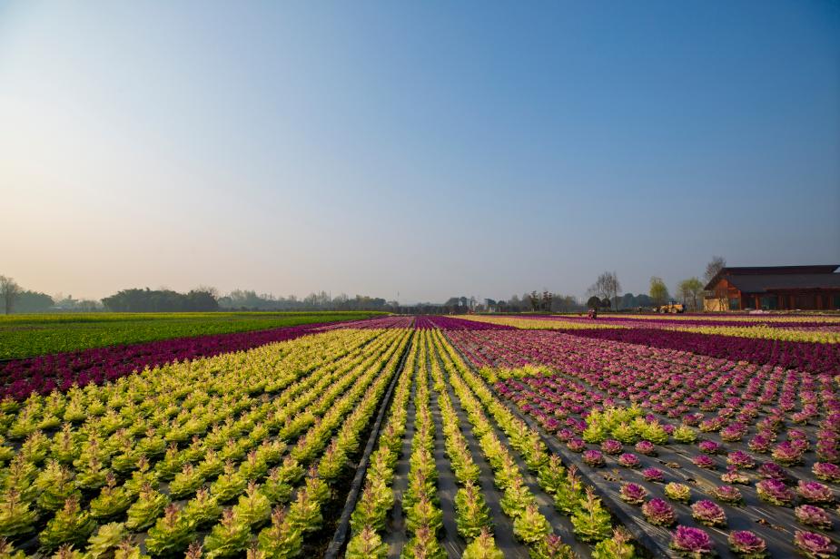 红光新城西安市,红光新城