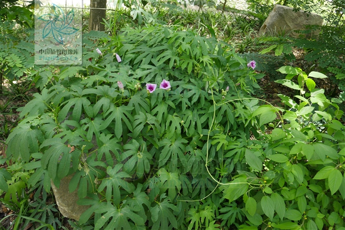 七爪金龙的功效,七爪龙泡酒功效与作用