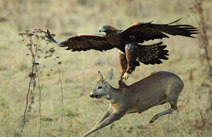 空中十大猛禽排行榜,世界前十猛禽排名图表