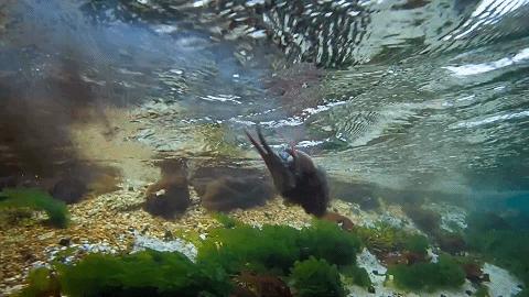 人鱼情未了在线阅读,人鱼情未了电视剧免费观看