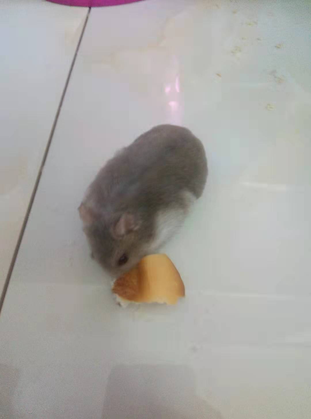 我家的小仓鼠,我家的小仓鼠30字日记