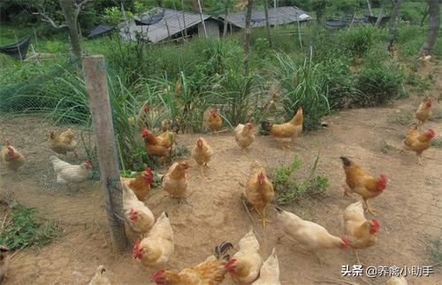 散养土鸡的利润与成本真实,散养土鸡下蛋利润多少