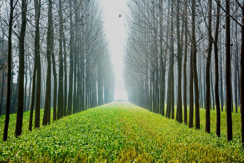 王世亮本人,王世亮莱阳