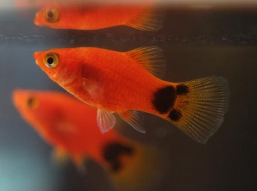 啥鱼不用加热棒也能养,用加热棒最好养的十款热带鱼