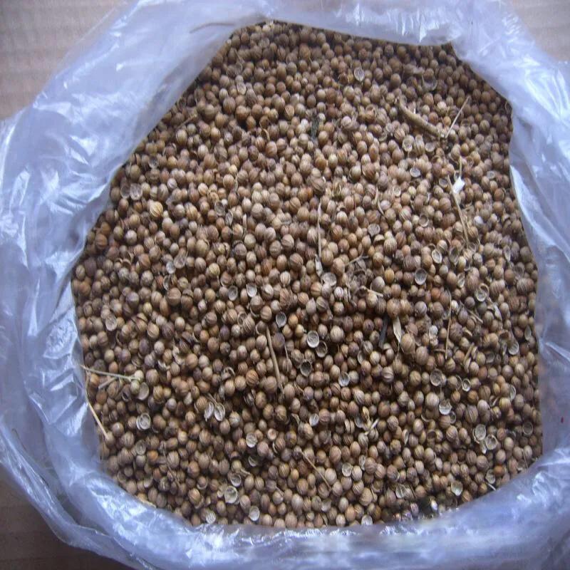 香菜种子最快发芽的处理方法,香菜种子覆土厚了还能出苗吗