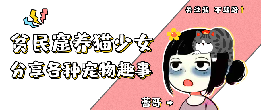 养仓鼠7天就死了,养仓鼠养到破产