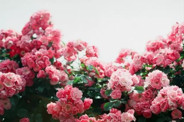 渡人亦渡己图片大全,渡人亦渡己原版视频