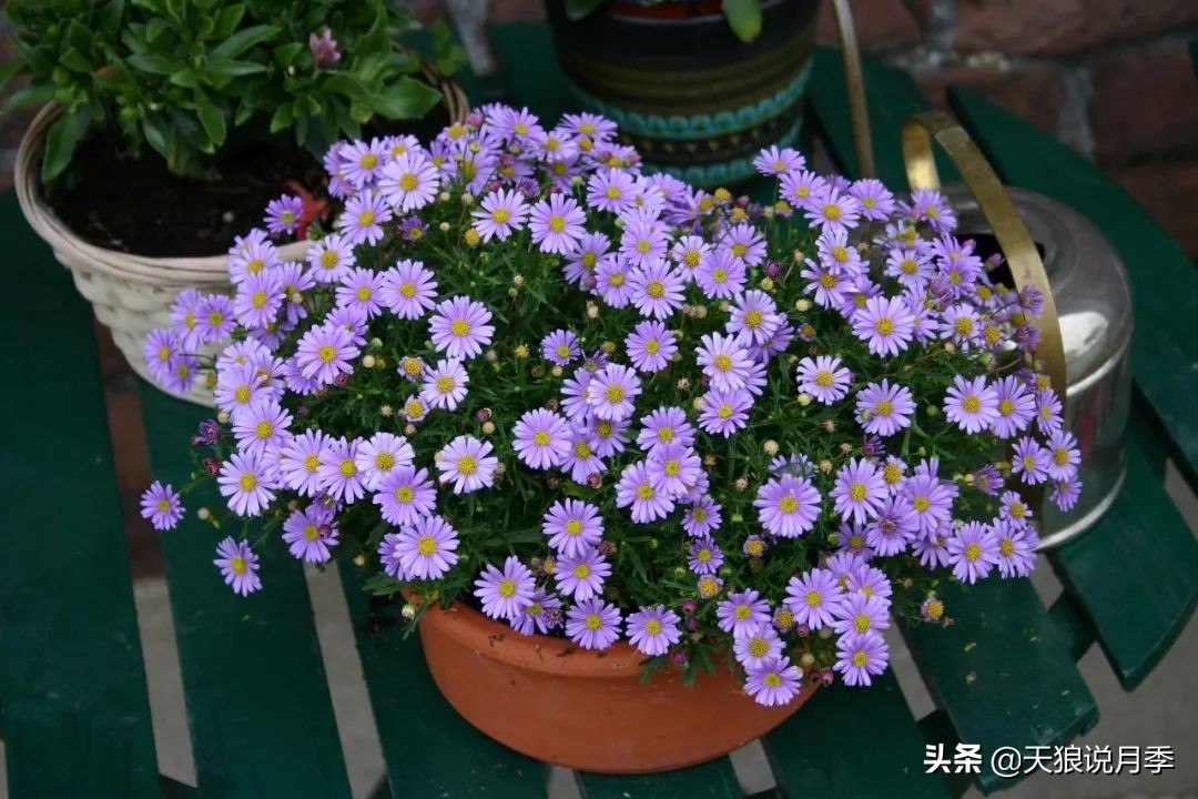 盘点每个世界第一关最强的植物,有哪些可以卡无敌的植物