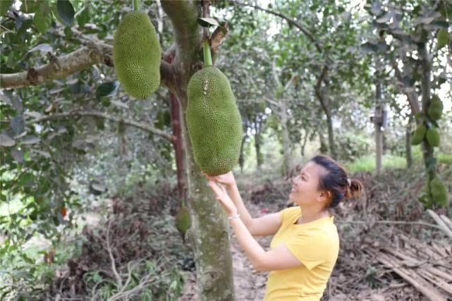 果肉饱满香甜浓郁白沙荣邦吴其貌线上销售菠萝蜜助农增收销路畅
